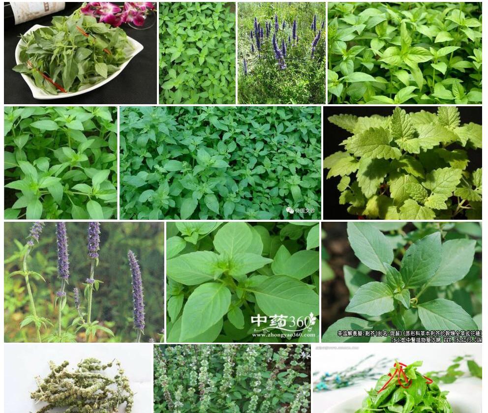 荆芥照片和图片/