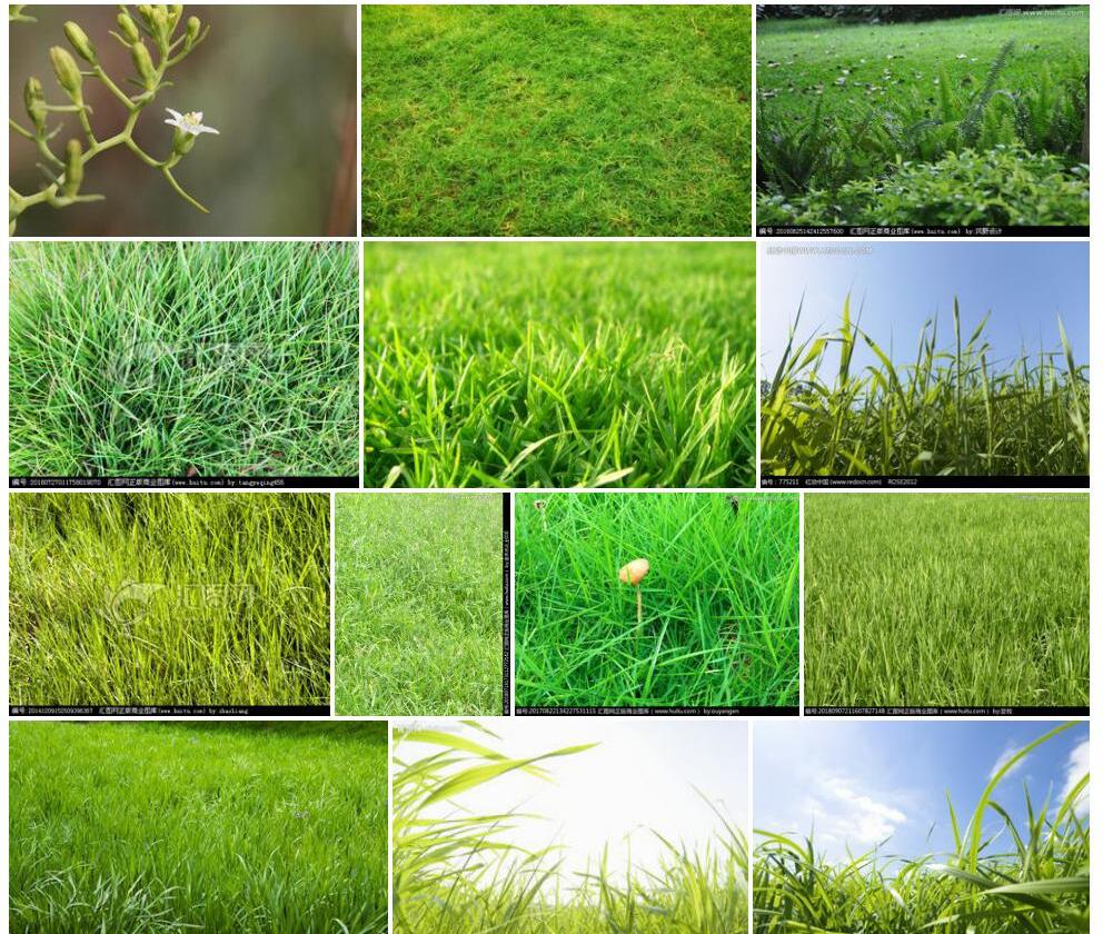 草地百蕊草照片和图片/