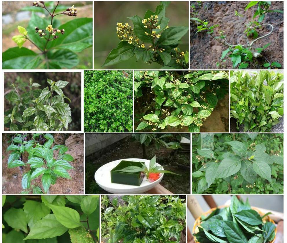 草坡豆腐柴照片和图片/
