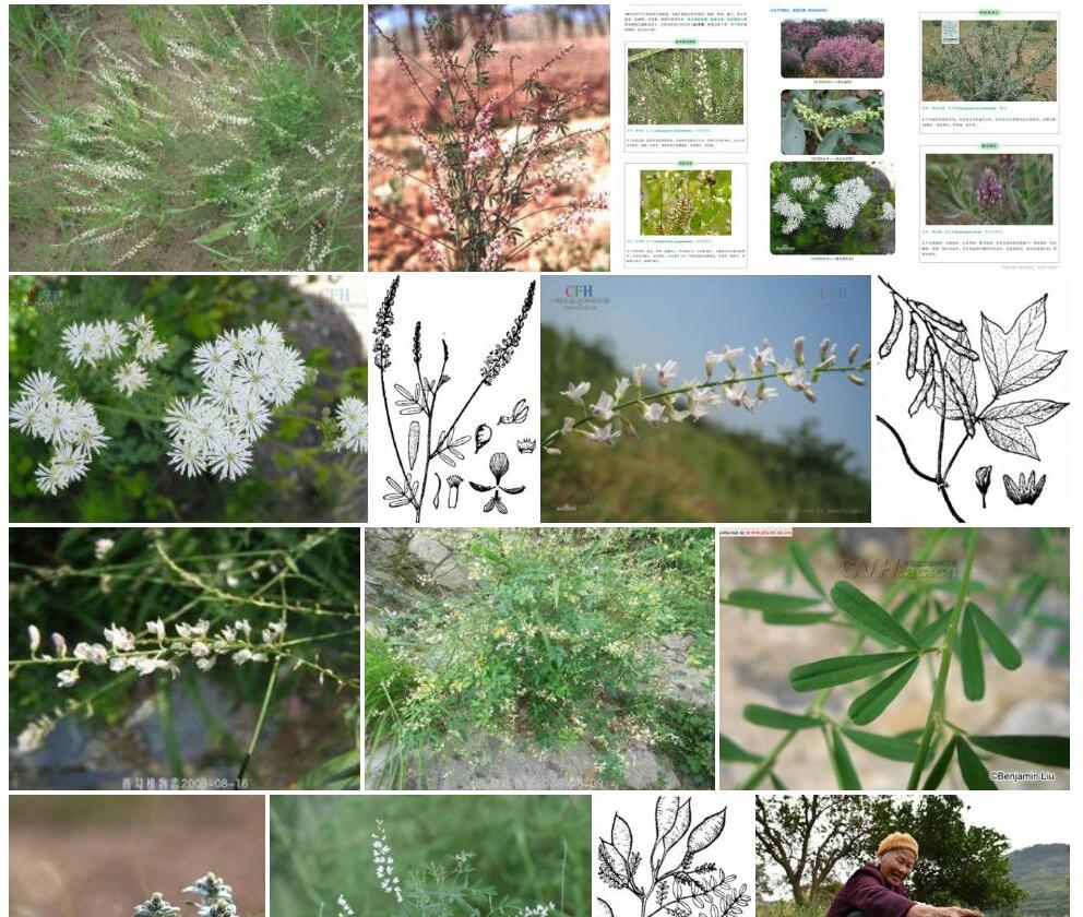 草木樨状黄耆照片和图片/