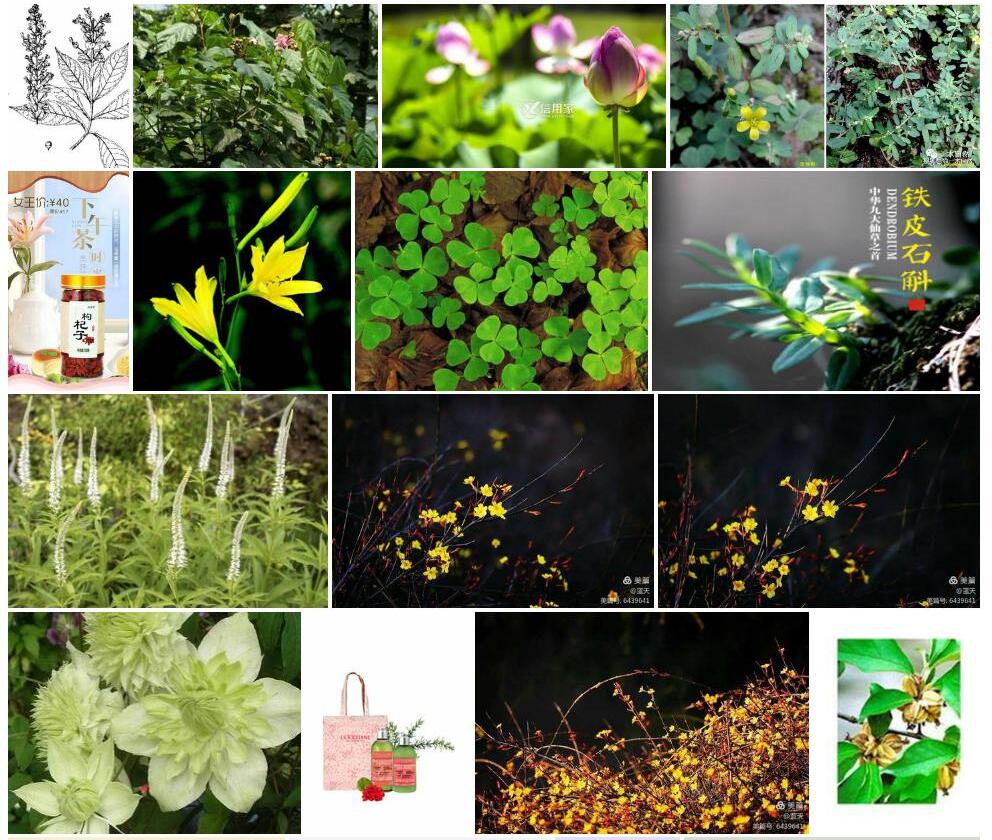 草本三对节照片和图片/