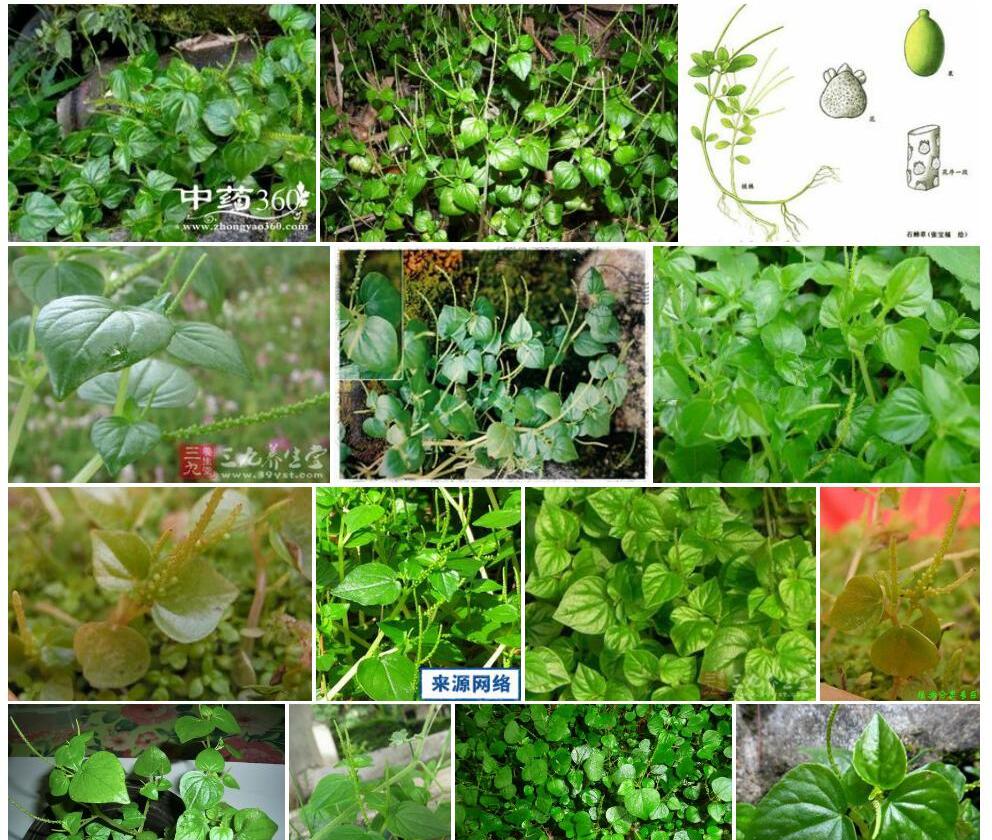 草胡椒照片和图片/