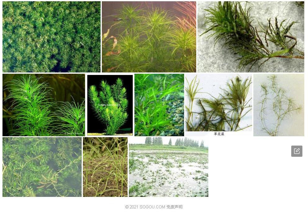 草茨藻照片和图片/