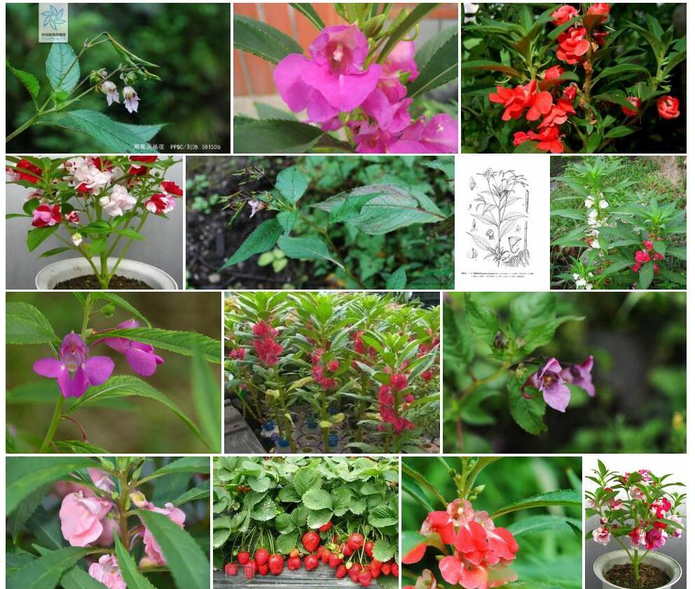 草莓凤仙花照片和图片/
