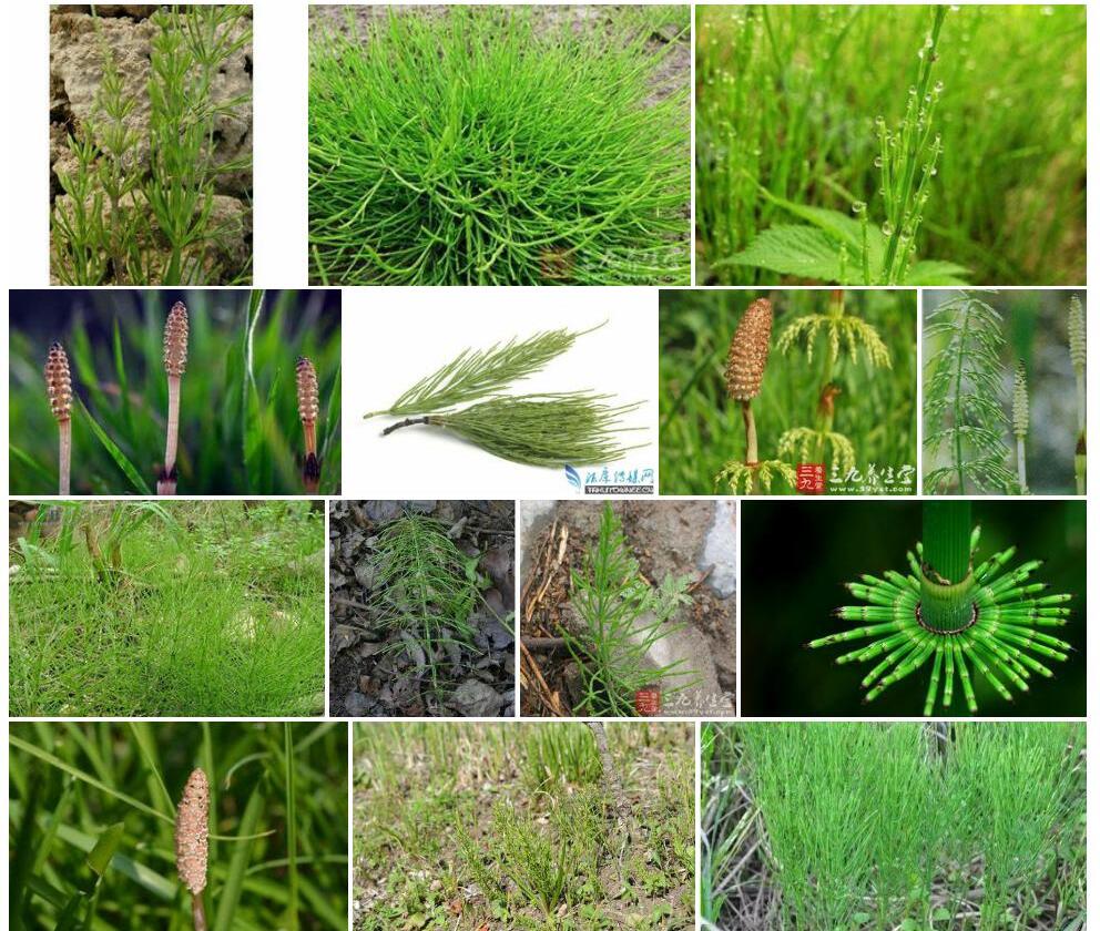 草问荆照片和图片/