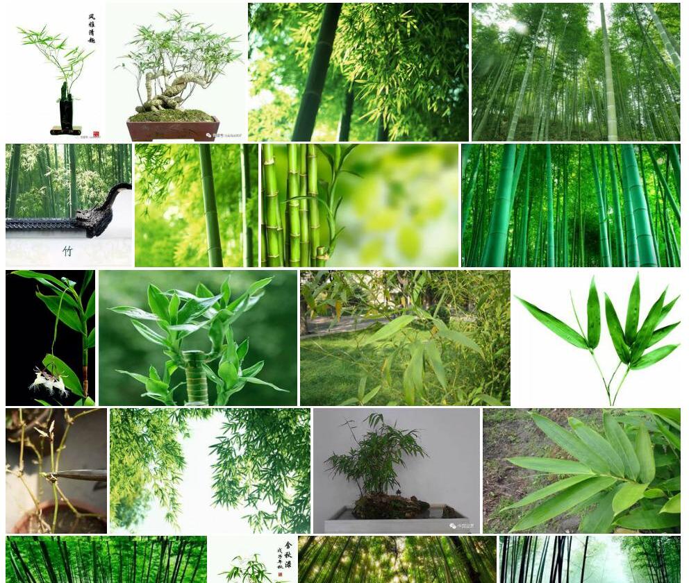 荏弱莠竹照片和图片/