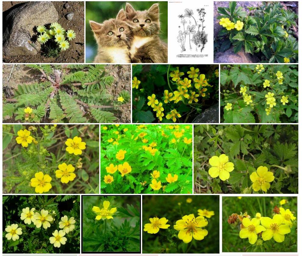 荒漠委陵菜照片和图片/
