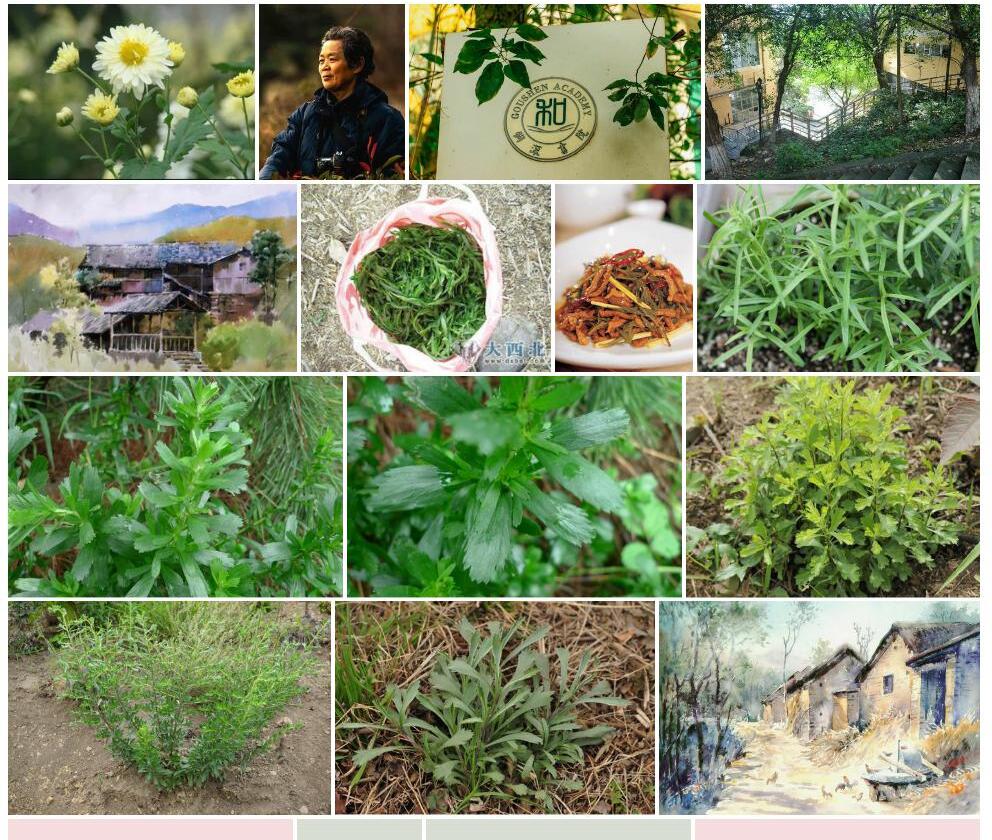 荒野蒿照片和图片/