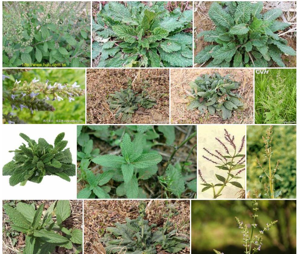 荔枝草照片和图片/