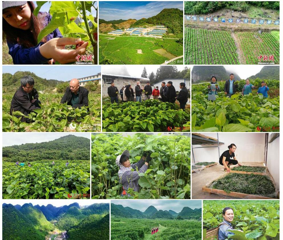 荔波桑照片和图片/