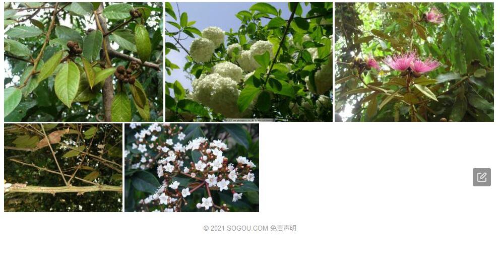 荚蒾叶山柑照片和图片/