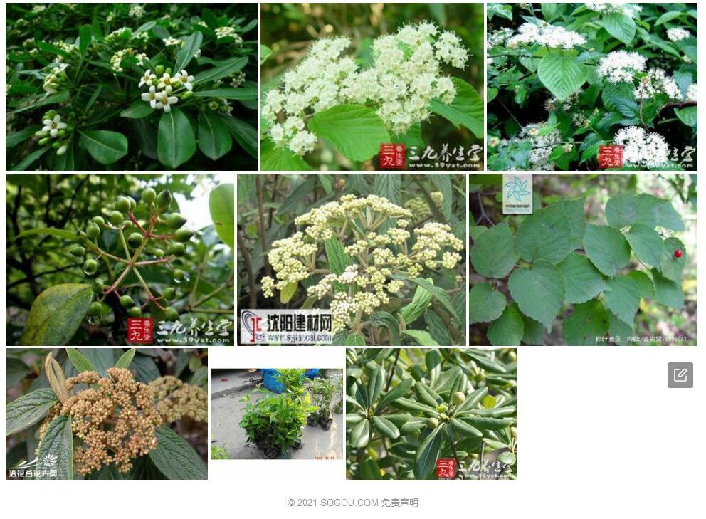 荚蒾叶海桐照片和图片/