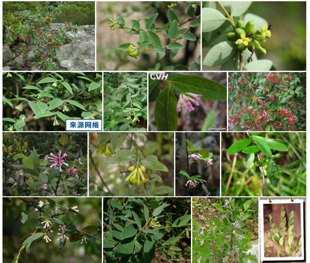 荛花照片和图片/