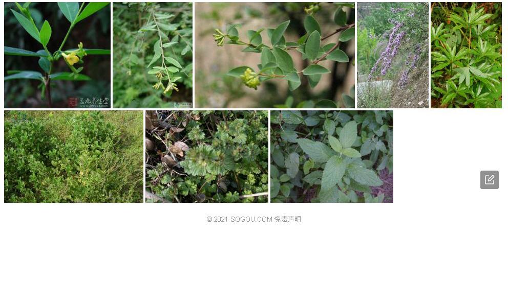 荛花香茶菜照片和图片/