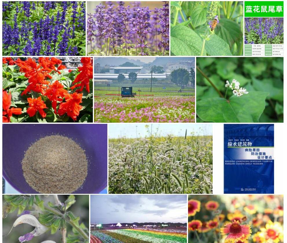 荞麦地鼠尾草照片和图片/