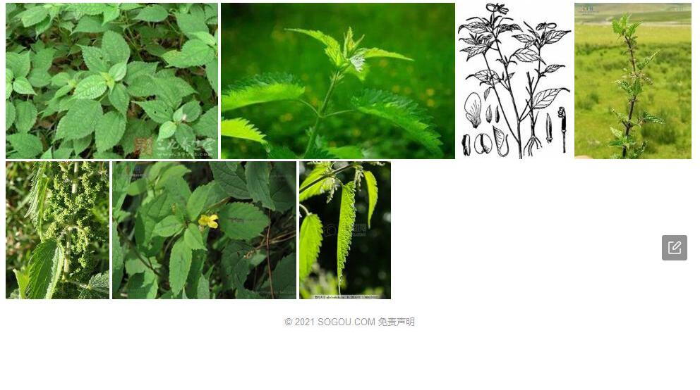荨麻叶凤仙花照片和图片/