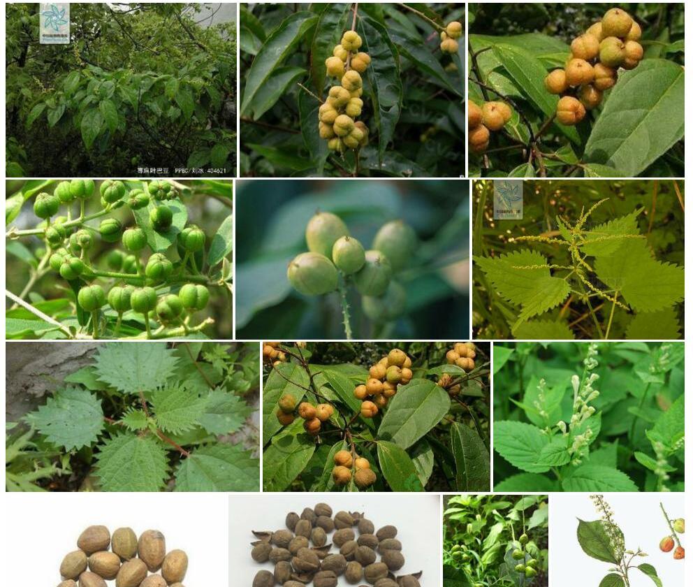 荨麻叶巴豆照片和图片/