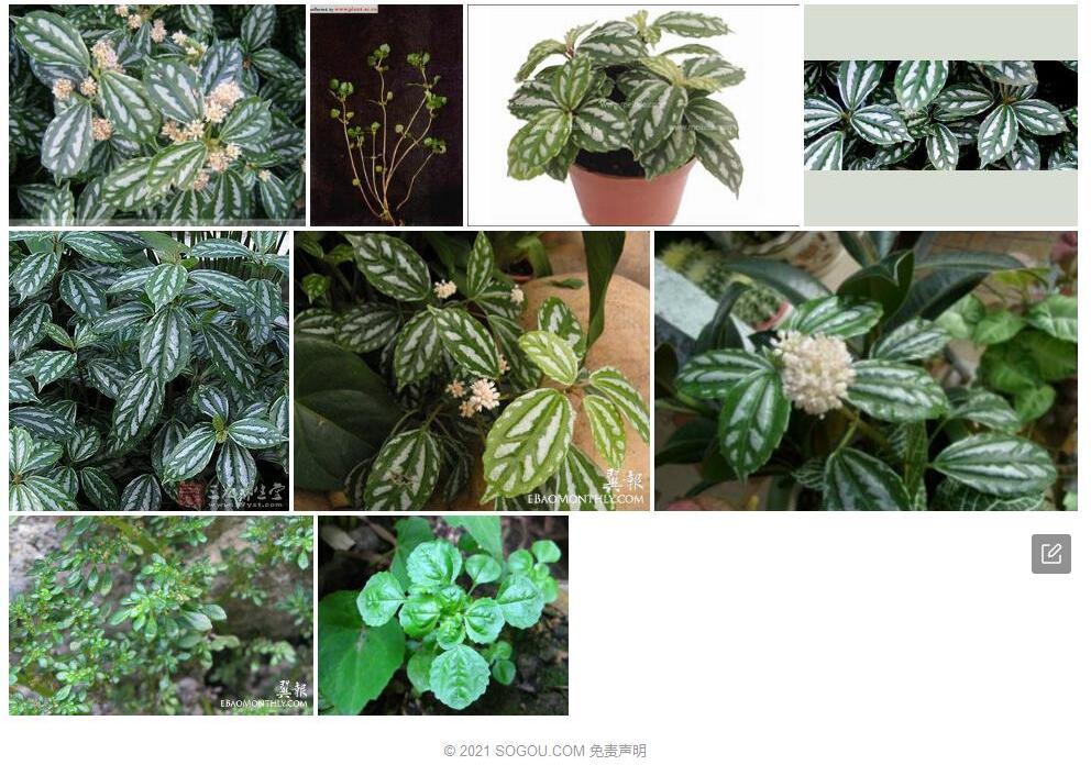 荫生冷水花照片和图片/