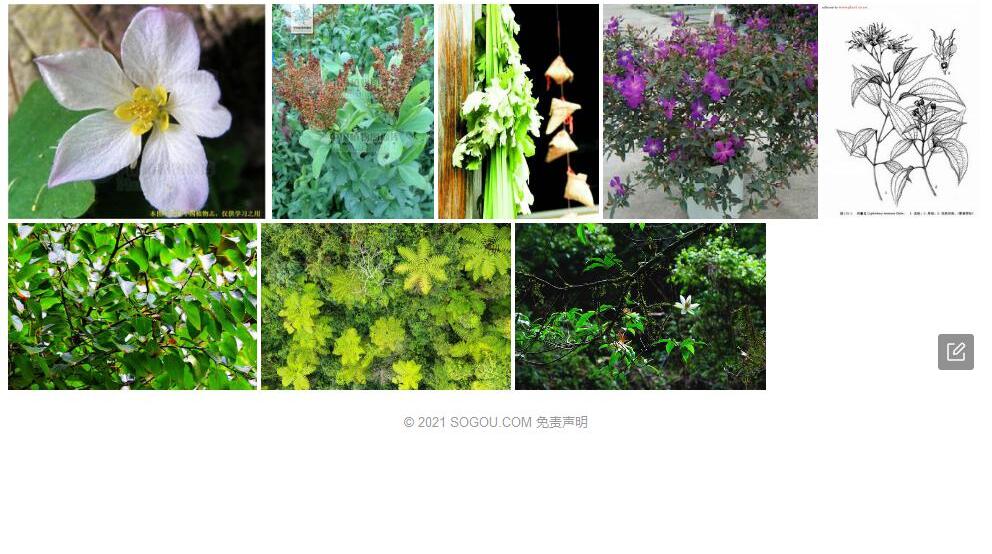 药囊花照片和图片/