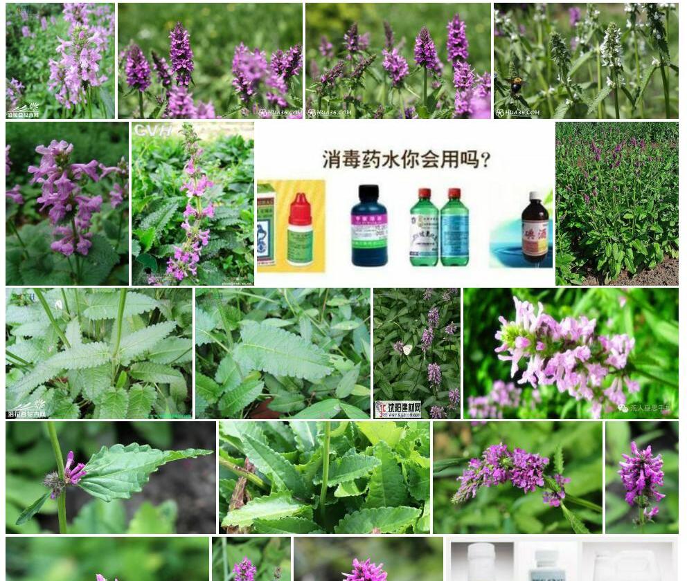 药水苏照片和图片/