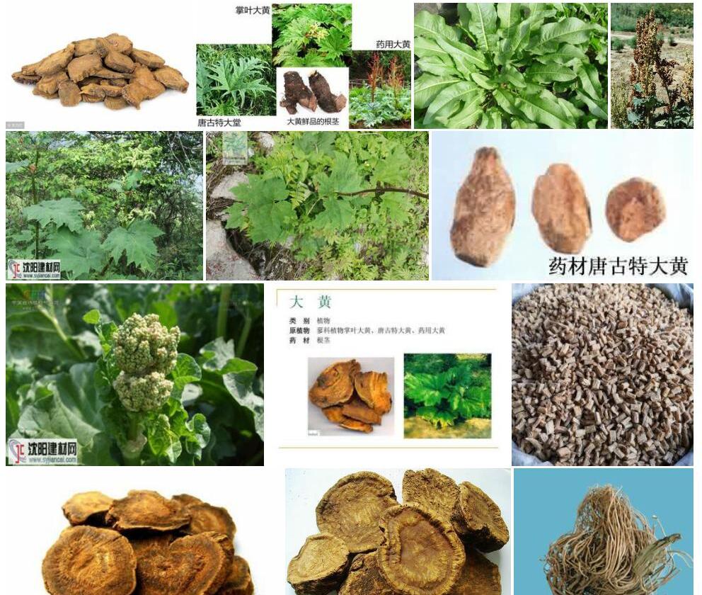 药用大黄照片和图片/