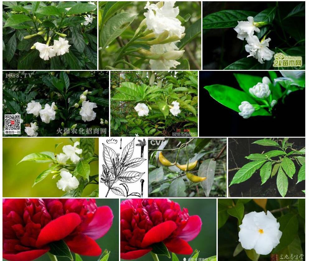 药用狗牙花照片和图片/