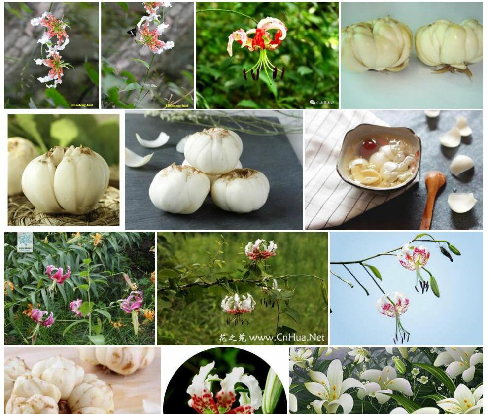 药百合照片和图片/