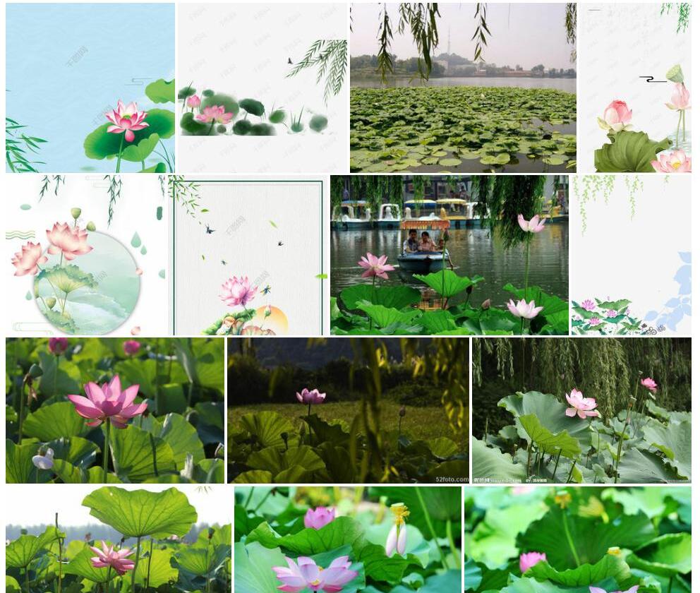 荷花柳照片和图片/