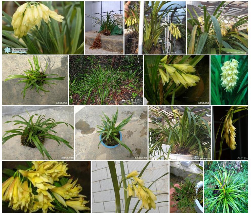 莎草兰照片和图片/