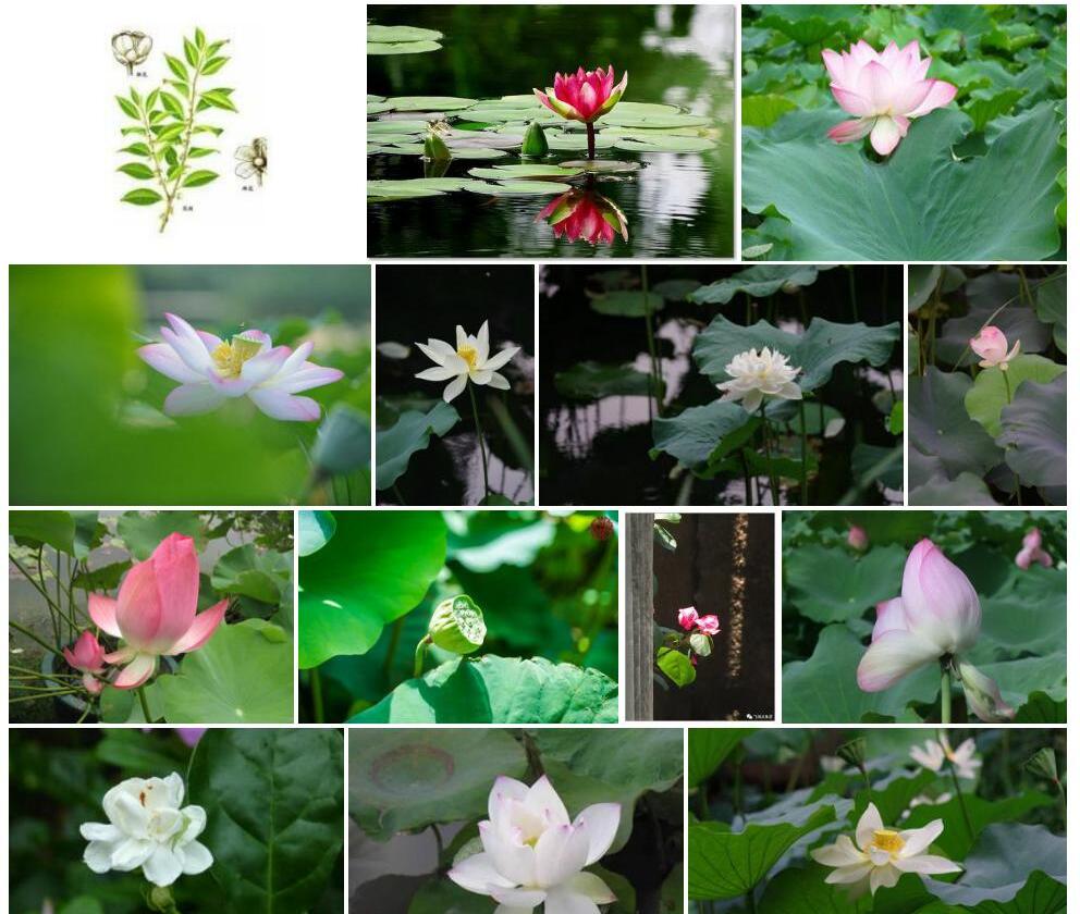 莲华柃照片和图片/