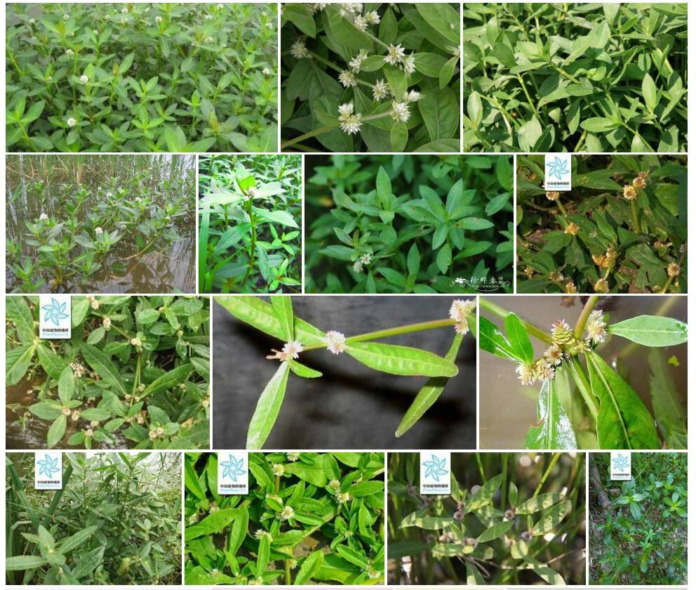 莲子草照片和图片/