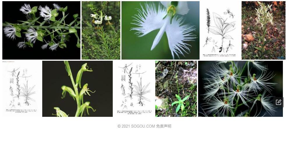 莲座玉凤花照片和图片/