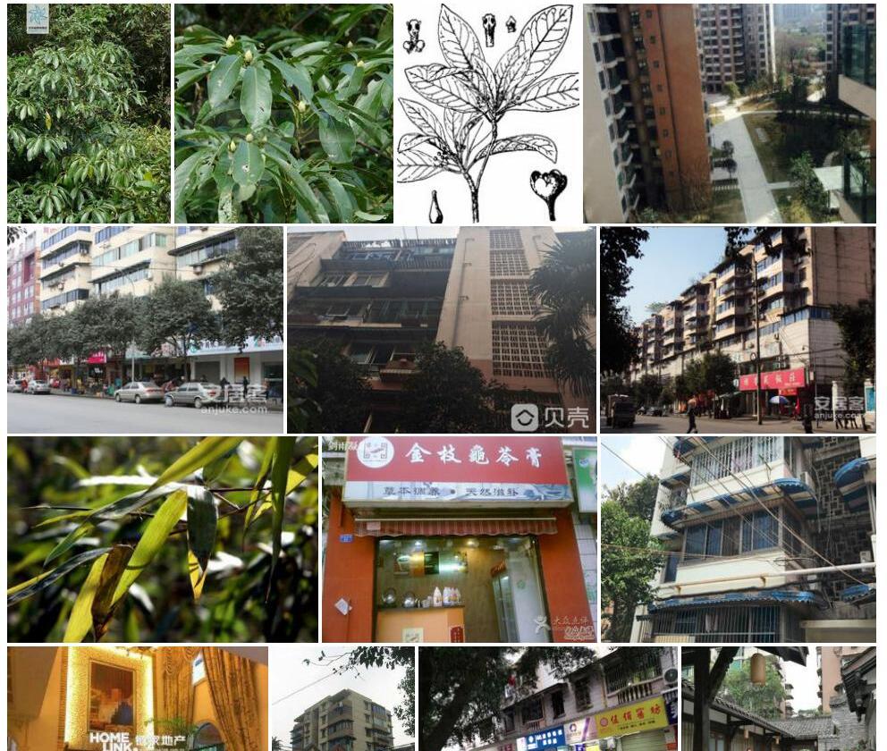 莲桂照片和图片/