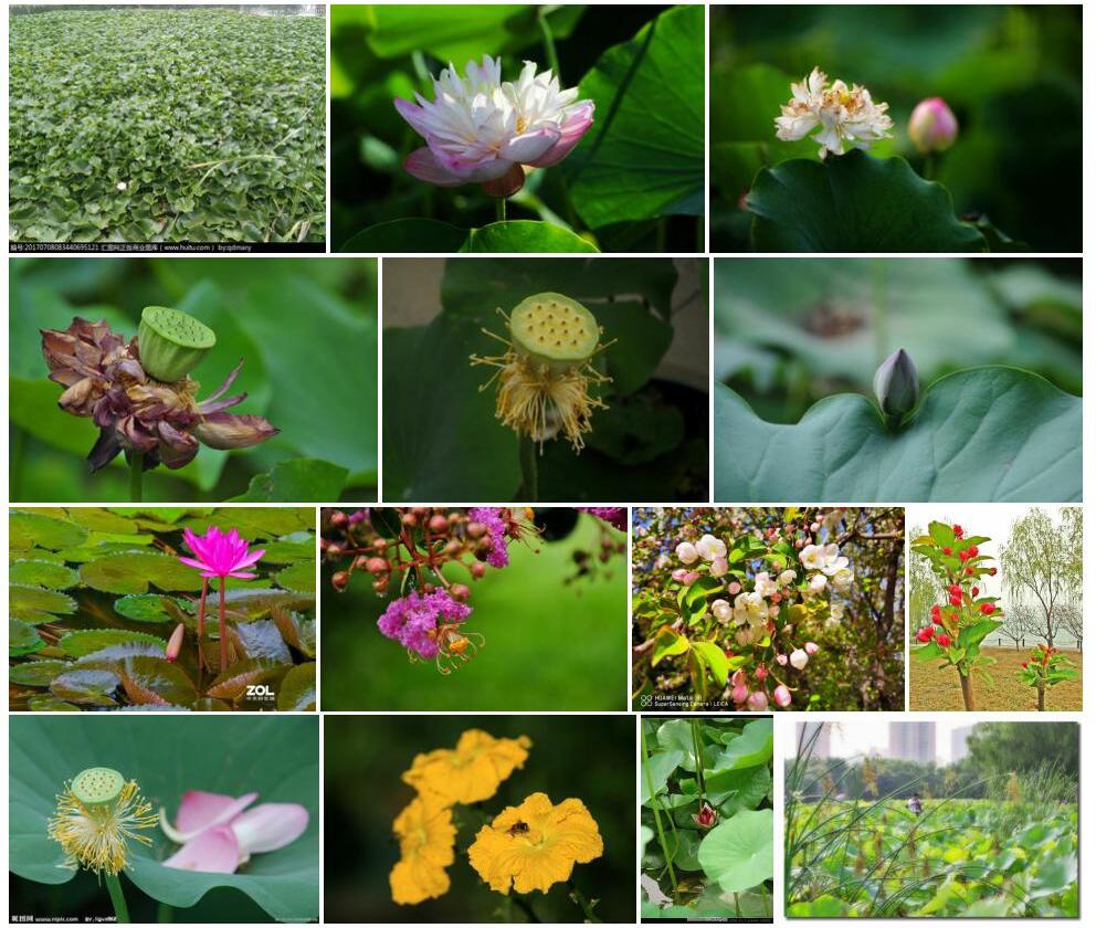 莲花池山龙眼照片和图片/