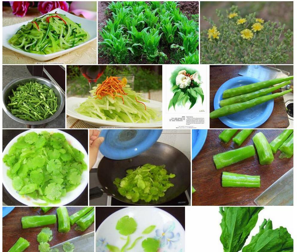 莴笋花照片和图片/