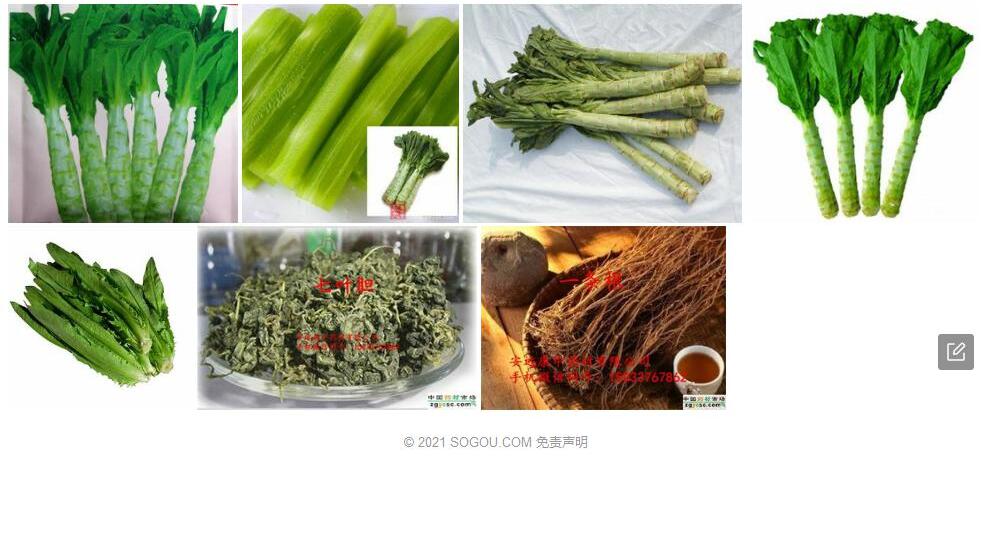 莴苣叶紫云菜照片和图片/