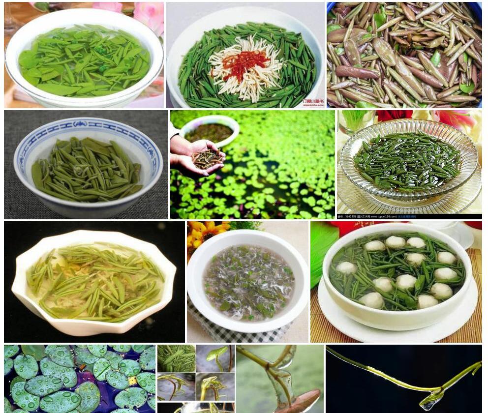 莼菜照片和图片/