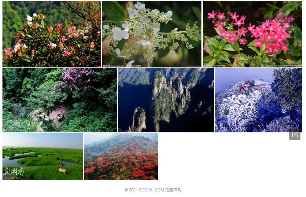 莽山绣球照片和图片/