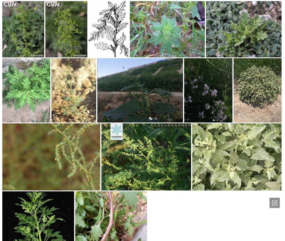 菊叶香藜照片和图片/