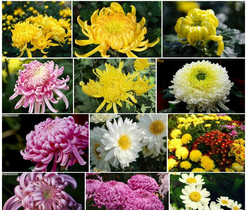 菊花照片和图片/