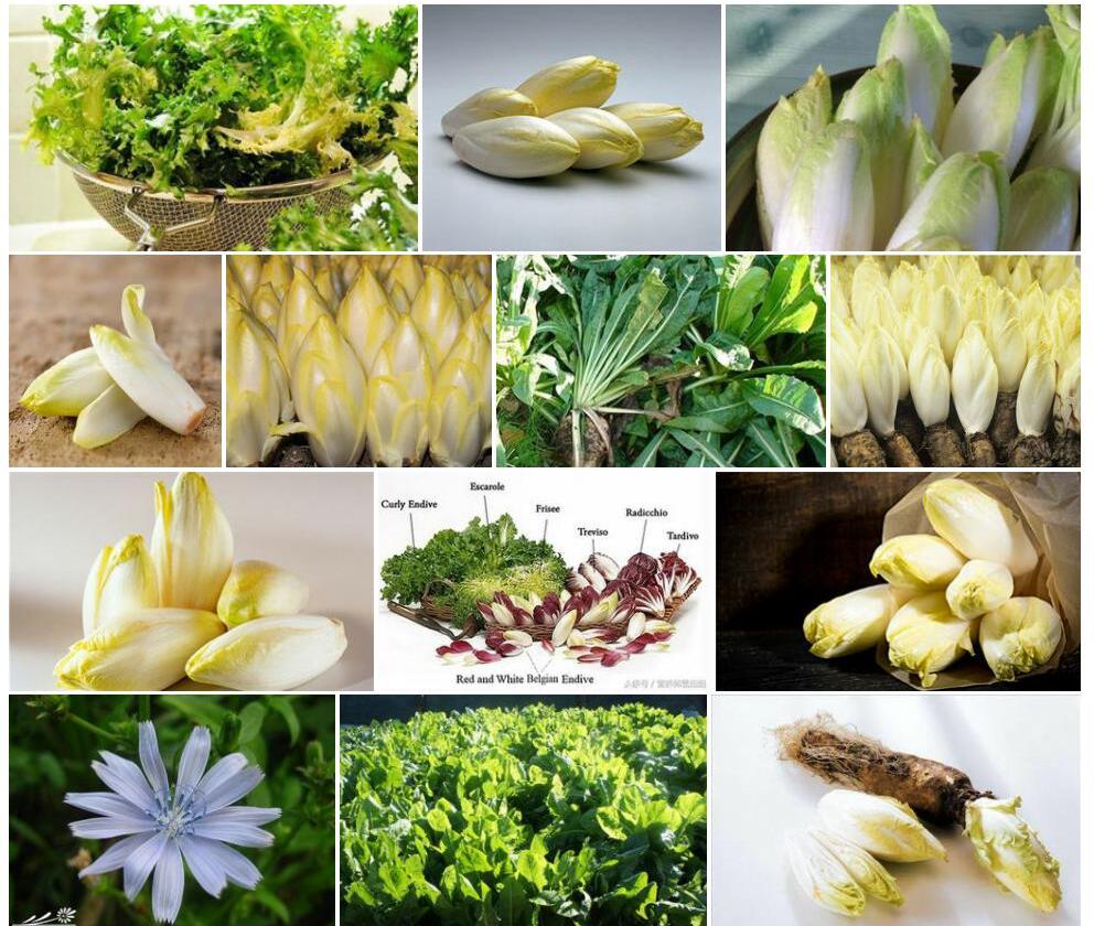 菊苣照片和图片/