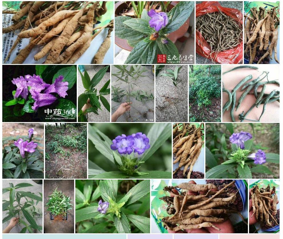 菜头肾照片和图片/