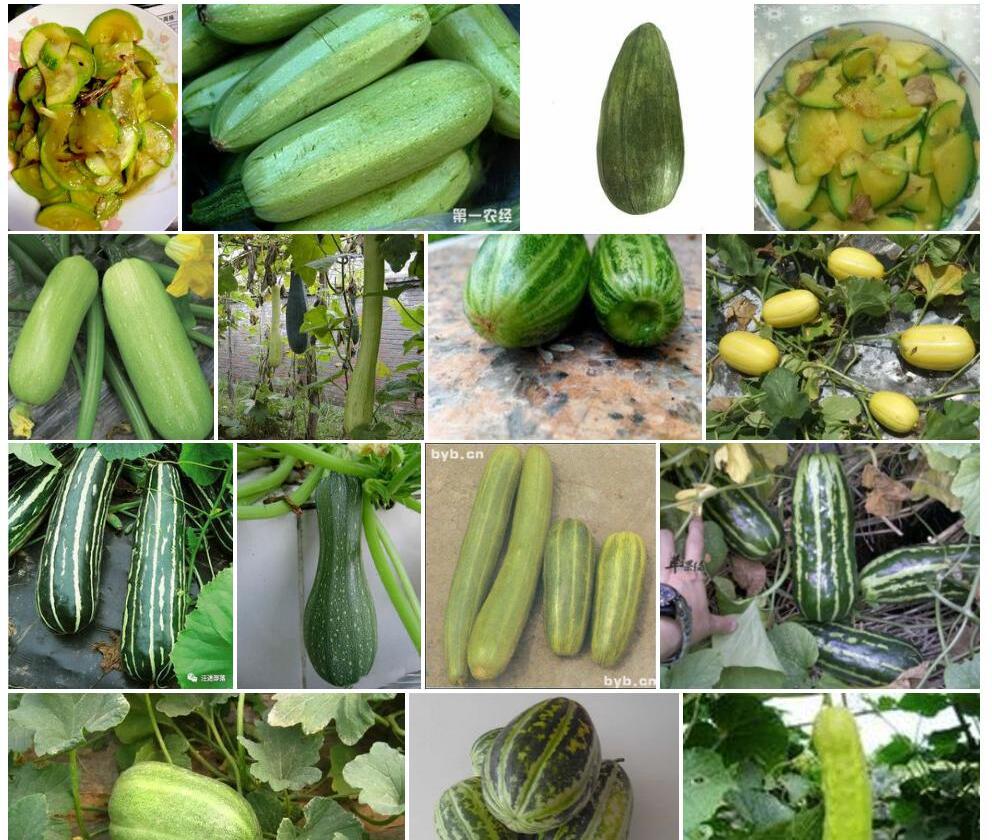 菜瓜照片和图片/