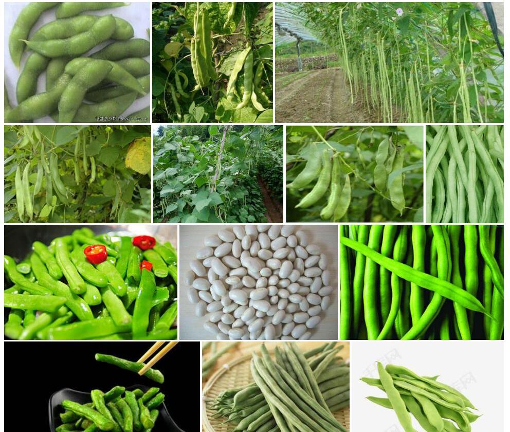 菜豆照片和图片/