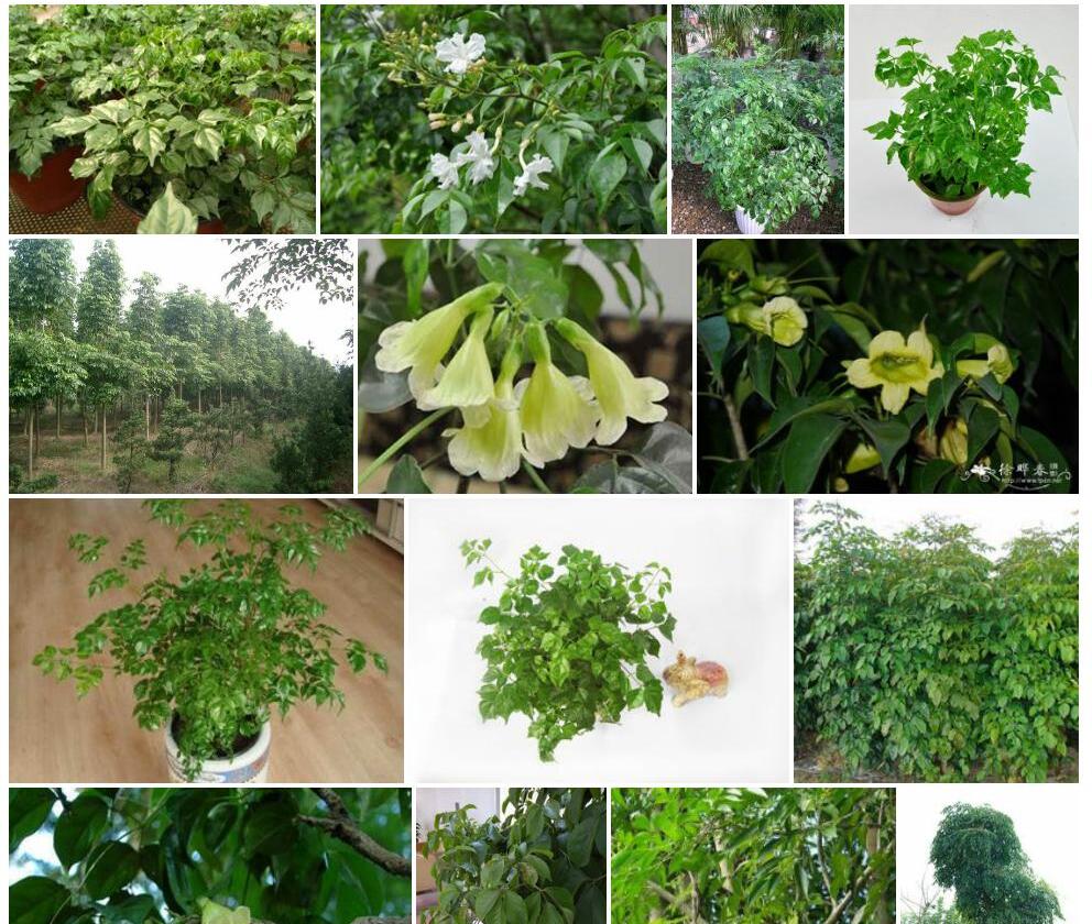 菜豆树照片和图片/