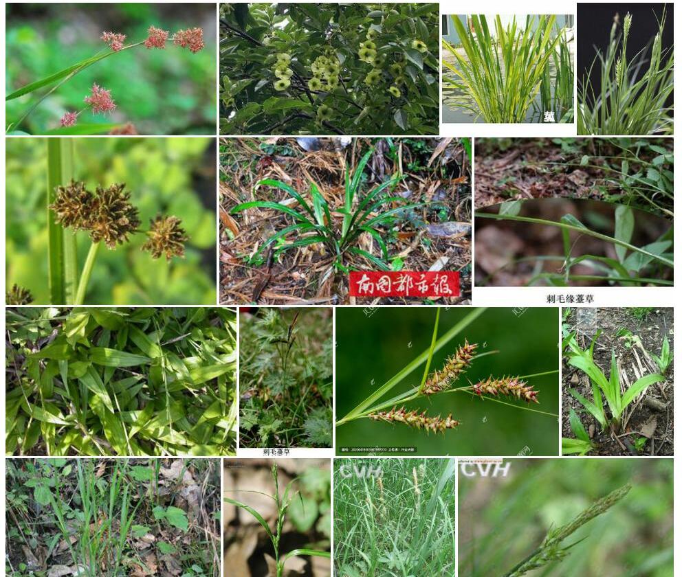 菰叶薹草照片和图片/