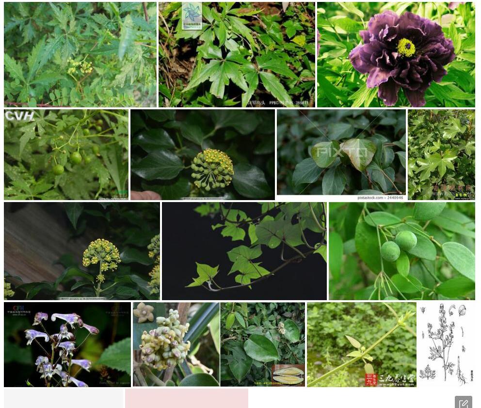 菱叶乌头照片和图片/