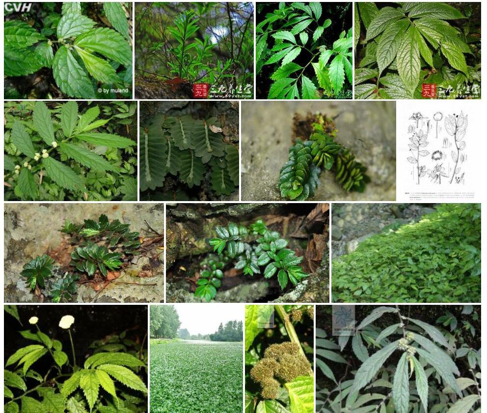 菱叶楼梯草照片和图片/