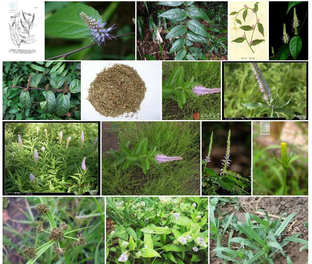 菱叶腹水草照片和图片/