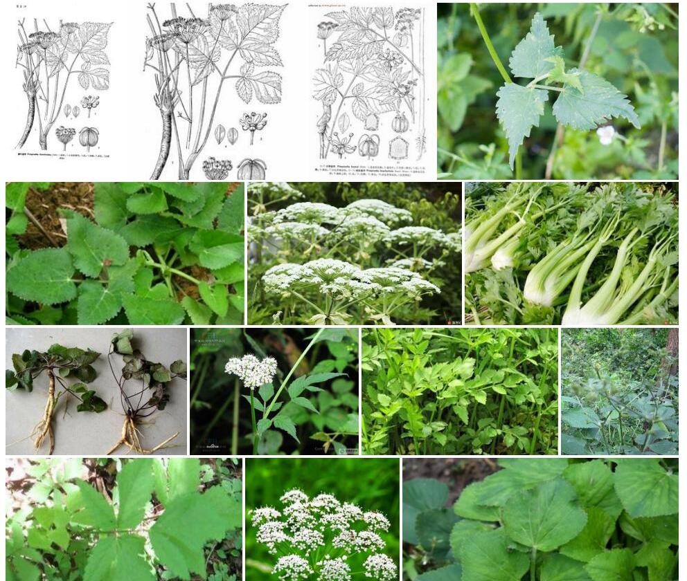 菱叶茴芹照片和图片/